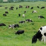 Los Gases de las vacas como fuente de energía