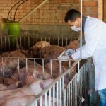 Los veterinarios aclaran dudas sobre el uso de antibióticos con el DARP y la Agencia española del medicamento