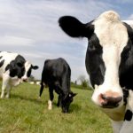 Desarrollan un método para medir las emisiones de metano de las vacas en el aire exhalado en la eructación