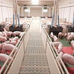 Dinamarca controlará el uso del zinc en las explotaciones porcinas