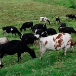 La orina del ganado produce más gases de efecto invernadero cuando cae en tierras degradadas