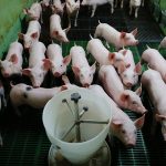 Brasil aprueba un nuevo modelo de inspección en mataderos de cerdos