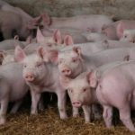 El centro regional de inseminación artificial de porcino de Lorca amplía su capacidad para 40 nuevas cabezas
