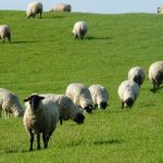 Un estudio identifica el pastoreo como "mejor regulador" de la biodiversidad