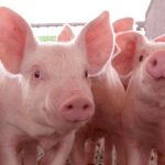 Nuevas normas en la clasificación de canales de porcino