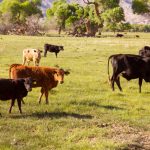 El abono y la dieta reducen las emisiones de metano y mejoran la productividad bovina