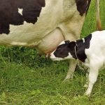 Buscan producir calostro bovino en polvo para prevenir infecciones en terneros
