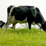 Lo que comen las vacas también influye en la atmósfera