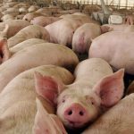 China confirma que no existen restricciones para la carne de cerdos vacunados con Improvac®