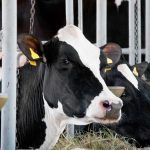 Los suplementos de arcilla en las vacas lecheras por las aflatoxinas mejoran su respuesta inmune toxinas