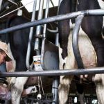 Hasta el 14 de septiembre se pueden presentar las alegaciones al RD de contratación del sector lácteo