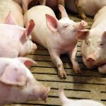 El sector porcino sigue avanzando en la reducción del consumo de colistina