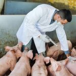 Se espera un crecimiento del mercado mundial de vacunas porcinas